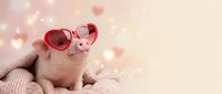 Adorable piglet wearing red heart-shaped sunglasses wrapped in cozy knit blanket with warm bokeh lights creating romantic Valentine atmosphere.