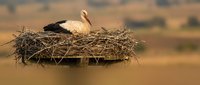 White stork sitting in large nest made of twigs and branches on wooden platform during golden hour sunset with blurred countryside background.