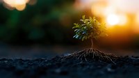 Young green sprout growing from soil with visible root system against golden sunset background, symbolizing growth, new beginnings and environmental concepts.
