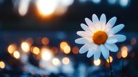 Single white daisy flower against blurred bokeh lights at sunset, creating dreamy atmospheric mood with warm golden glow and blue evening tones.