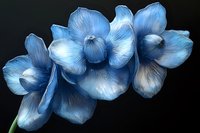 Delicate blue orchid flowers arranged in elegant composition against dark background, showcasing luminous petals with soft white highlights and graceful curves.