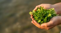 Person holding fresh green leafy vegetables with yellow flowers in cupped hands outdoors, representing organic farming, healthy eating, sustainable agriculture, and farm-to-table produce harvesting.