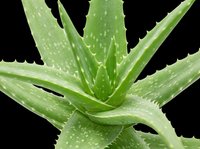 Aloe vera plant with water droplets isolated on transparent background, ready for t-shirt designs, clipart, stickers, sublimation and print-on-demand products.