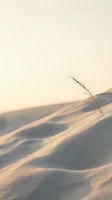 Single grass blade emerging from smooth sand dunes at golden hour with warm sunset lighting creating soft shadows and peaceful desert atmosphere.