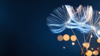 Delicate dandelion seeds float against dark blue background with soft golden bokeh lights creating dreamy atmospheric nature macro photography.