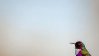 Tiny hummingbird with iridescent purple head and green body perched against soft blurred background with copy space for text and design elements.
