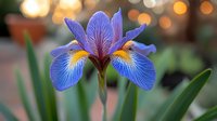 Vibrant blue iris flower blooming in garden with soft bokeh background, showcasing delicate petals with yellow and purple accents.