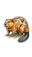 Beaver with brown and orange fur, standing on grass with detailed tail, isolated on white background for design and educational use.