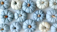 Decorative arrangement of blue and white pumpkins on light background. Seasonal autumn composition with pastel colored gourds for harvest celebration.