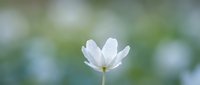 Single white flower blooming against soft blurred green background creating peaceful minimalist nature composition for wellness and meditation content.
