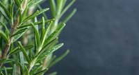 Fresh rosemary herb with water droplets on green needle-like leaves against blurred dark background for culinary and aromatherapy applications.