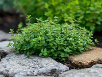 Fresh green thyme plant growing between garden stones, showing small oval leaves and multiple stems in natural outdoor setting. Culinary herb in landscape.