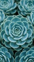 Blue-green succulent plants with rosette pattern forming natural geometric design for botanical and gardening themes.