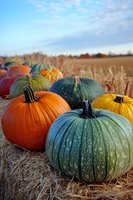 Colorful pumpkins and gourds scattered across harvested farm field under autumn sky. Seasonal harvest decoration for fall festivals and thanksgiving celebrations.