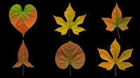 Six colorful autumn leaves in green, yellow, orange, and red tones, isolated on transparent background. Ready for clipart, stickers, t-shirt design, and print on demand.