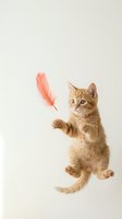 Adorable orange tabby kitten playing with coral feather toy on white background, isolated for pet care and animal behavior designs.