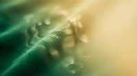 Macro shot of water droplets clinging to a green leaf surface with soft bokeh background, suitable for nature and environmental design projects.