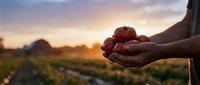 Farmer hands holding fresh ripe tomatoes at sunset in agricultural field. Organic farming, harvest season, healthy food production concept.