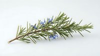 Rosemary herb branch with delicate blue flowers isolated on white background, suitable for culinary, botanical, and wellness design projects.