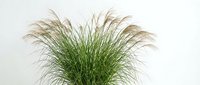 Ornamental fountain grass with feathery plumes in decorative pot isolated on white background for landscaping and garden design projects.