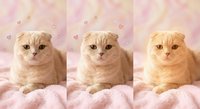 Three adorable Scottish Fold kittens with folded ears sitting on soft pink blankets against pastel rainbow backgrounds with floating hearts.