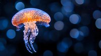 Luminescent jellyfish floating in dark waters with glowing orange bell and translucent tentacles against blurred blue bokeh background creates mystical underwater atmosphere.
