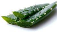 Fresh aloe vera leaf with water drops on white background, natural organic skincare ingredient showing gel texture and healing properties.