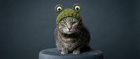 Adorable tabby cat wearing green knitted frog hat with bulging eyes sitting on gray surface against dark background for pet costume photography.