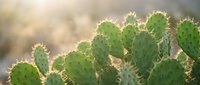 Vibrant green prickly pear cactus with sharp spines backlit by warm sunlight, ideal for botanical and nature designs.