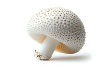 Fresh white mushroom with textured cap and golden gills isolated on white background, perfect for culinary, nature, or botanical design projects.