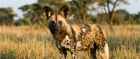 Wild dog standing alert in golden grassland savanna with acacia trees during warm sunset light creating natural wildlife habitat scene.