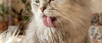 Fluffy long-haired cat with tongue out, yawning or meowing with mouth wide open, showing pink tongue and whiskers in close-up portrait.