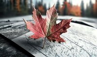 Red maple leaf on wooden surface against blurred autumn forest background, selective color focus highlighting seasonal change and natural texture.