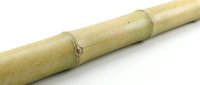 Bamboo pole segment with natural tan coloring and visible nodes isolated on white background, ready for design projects, crafts, and educational materials.