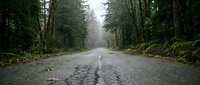 Straight asphalt road stretching through misty evergreen forest with tall trees lining both sides, creating a vanishing point perspective ideal for travel and nature concepts.