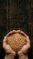 Farmer hands holding golden wheat grains against dark wooden background. Harvest concept for agriculture, farming, grain trade, food production, and sustainable farming practices.