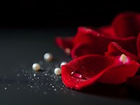 Red rose petals with water droplets and golden pearls on dark background for romantic Valentine's Day or wedding decoration concepts.