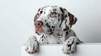 Adorable Dalmatian puppy with brown spots and blue eyes peeking over white surface on clean background for pet care and animal lover designs.