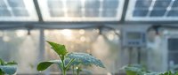 Young seedling with water droplets in greenhouse environment, ideal for gardening, agriculture, and sustainability concepts.