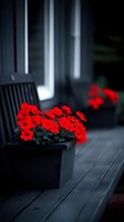 Vibrant red petunias blooming in dark planter on wooden bench create dramatic contrast against moody background, selective color photography for garden decor inspiration.