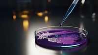 Laboratory pipette dropping sample into petri dish with purple bacterial culture for scientific research and medical testing in modern lab setting.