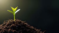 Young green plant seedling emerging from rich dark soil with bright sunlight creating natural growth and development concept for environmental projects.