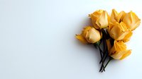 Fresh yellow roses arranged on white background, minimalist floral composition with copy space for text, isolated botanical elements for greeting cards and design.
