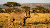 Warthog standing in golden savanna grassland during sunset with acacia trees and mountains in background, African wildlife safari scene.