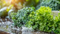 Fresh green kale leaves with water droplets in bright sunlight, macro shot showing detailed texture of curly organic leafy vegetable for healthy eating.