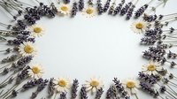Lavender and chamomile flowers arranged in circular frame on white background. Natural herbal border with copy space for aromatherapy and wellness designs.