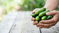 Farmer holding fresh green cucumbers in hands over wooden surface with blurred garden background, harvest time produce for cooking and canning.