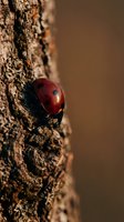 Red ladybug crawling on rough tree bark surface with natural brown background for nature and wildlife themed designs.