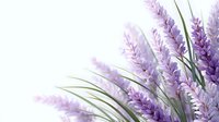 Purple lavender flowers with green stems on white background for aromatherapy spa wellness design projects and natural botanical decorations.