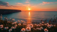 Dramatic coastal sunset over ocean cliffs with wild daisies in foreground, golden sun reflecting on calm water creates serene summer seascape atmosphere.